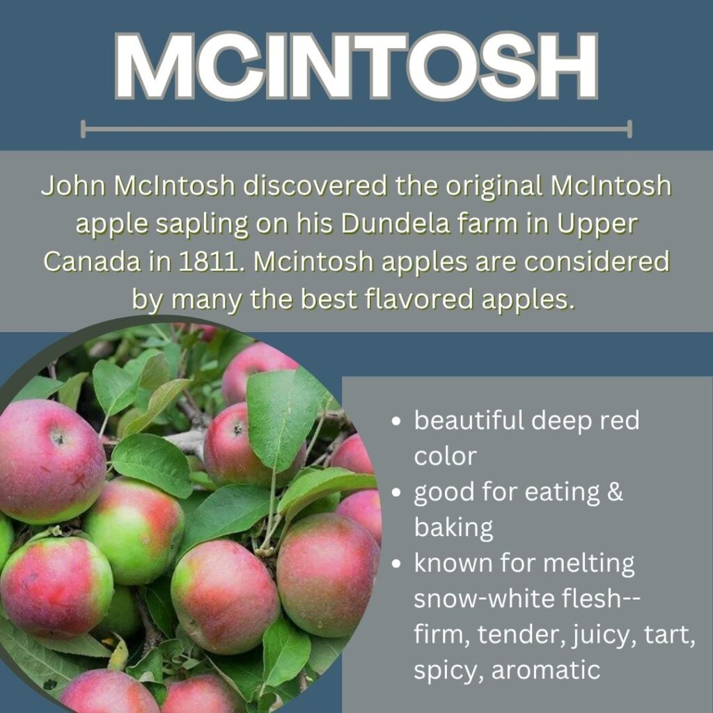 mcintosh